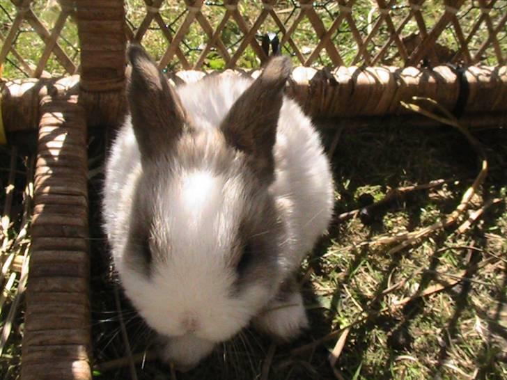 Kanin Zoe *Givet væk* billede 2