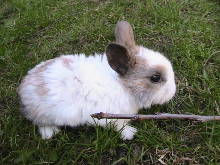 Kanin Zoe *Givet væk* billede 3