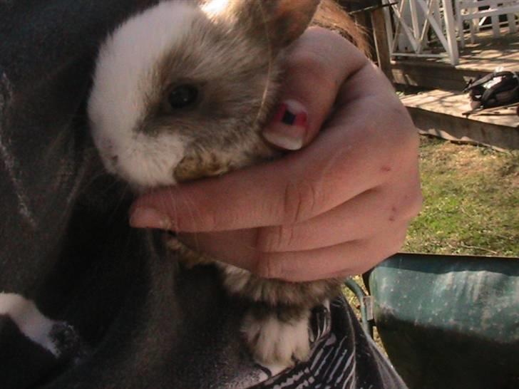 Kanin Zoe *Givet væk* billede 5