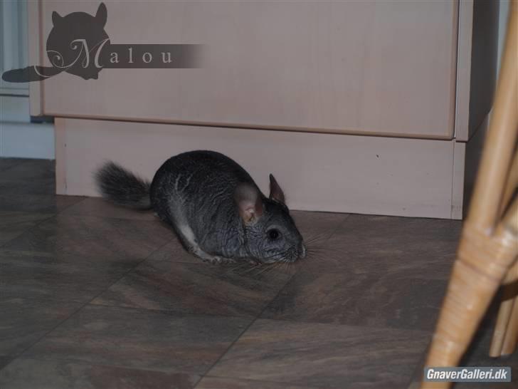 Chinchilla Malou!<3 - Hihi,, Fart, jeg er Fart!<3 Foto/= Mig billede 17