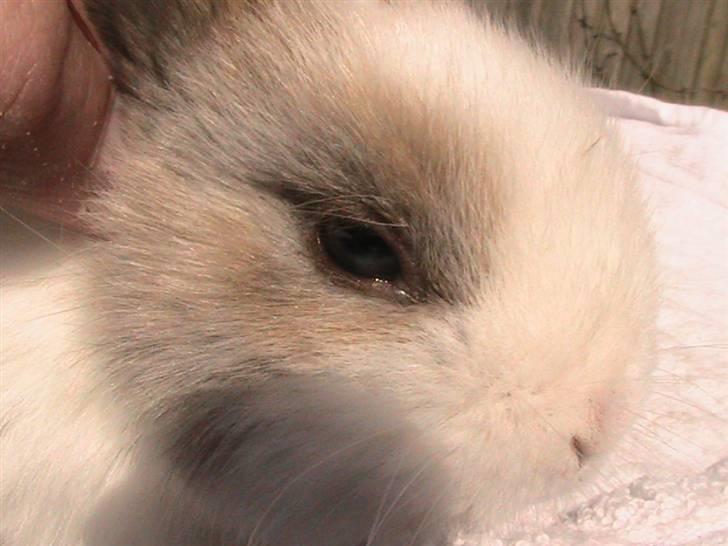 Kanin Zoe *Givet væk* billede 9