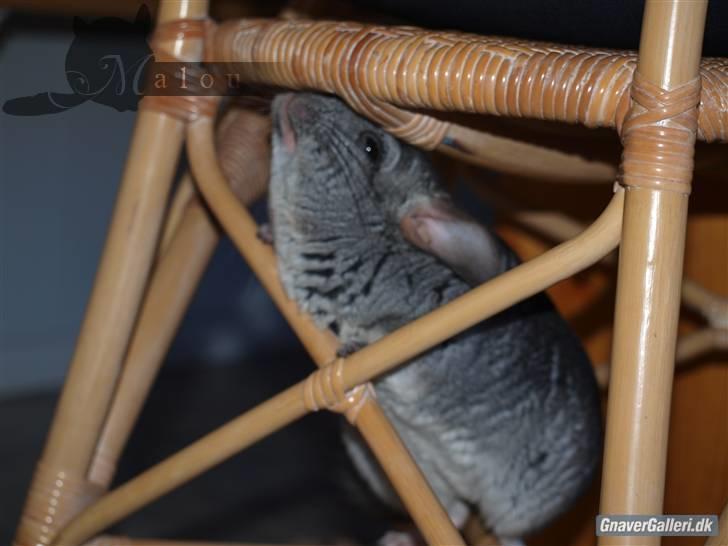 Chinchilla Malou!<3 - Arrh, Malou, Så smuk!<3 Foto/= Mig billede 18
