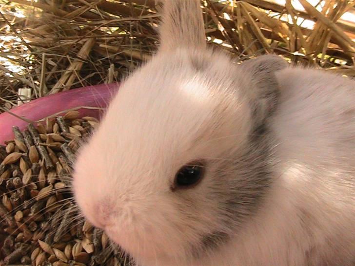 Kanin Peanut billede 1