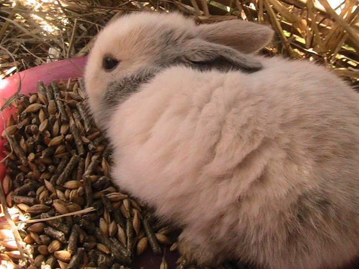 Kanin Peanut billede 2