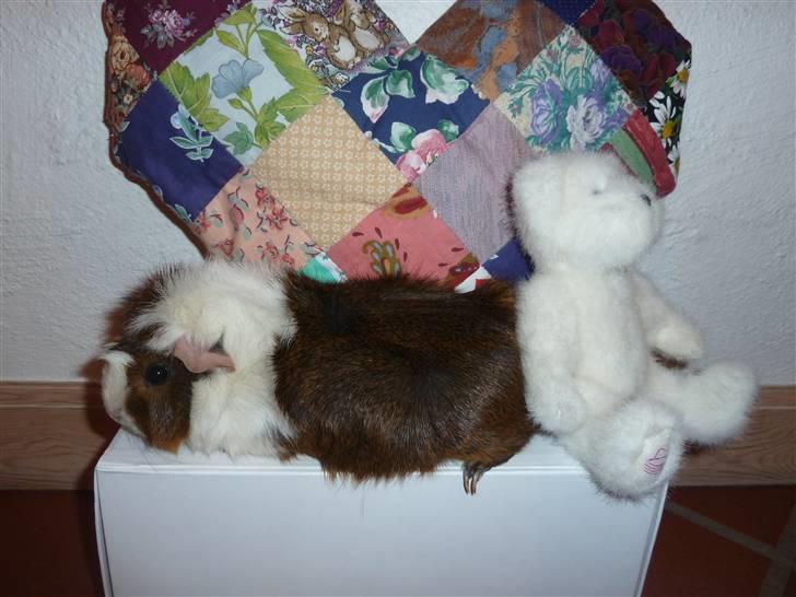 Marsvin Elmegårdens Hvirvel billede 8