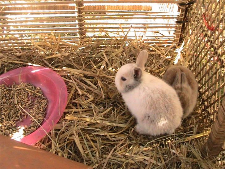 Kanin Peanut billede 3