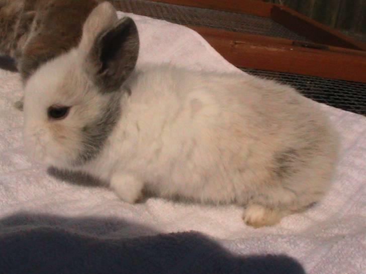 Kanin Peanut billede 4