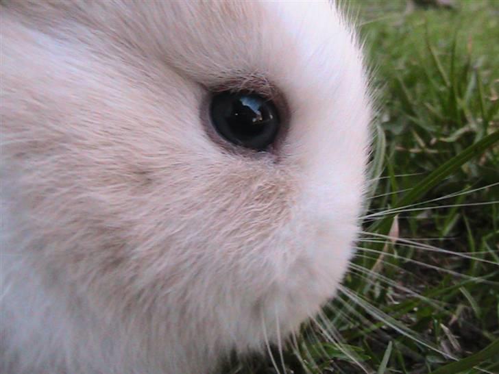 Kanin Peanut - Blåt øje! :) billede 5
