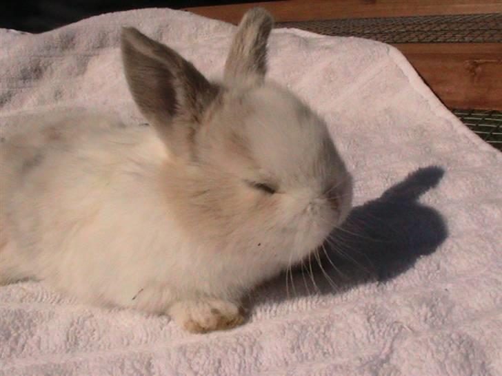 Kanin Peanut billede 6