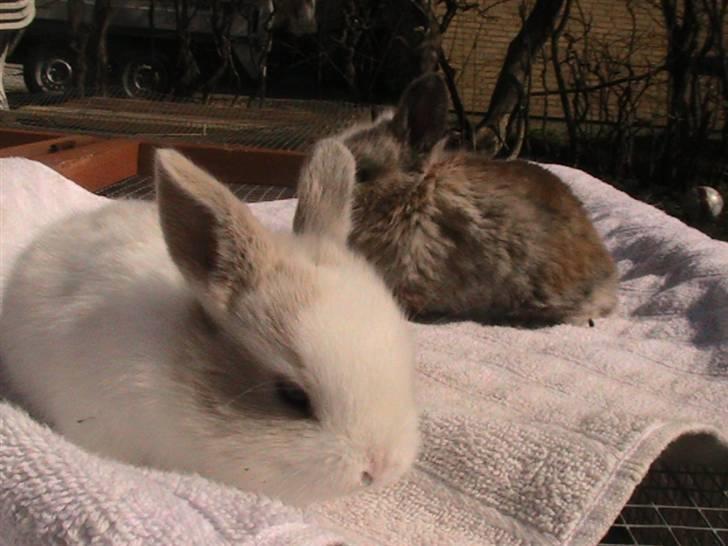 Kanin Peanut billede 7