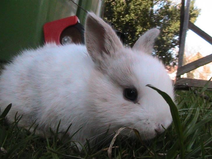 Kanin Peanut billede 8