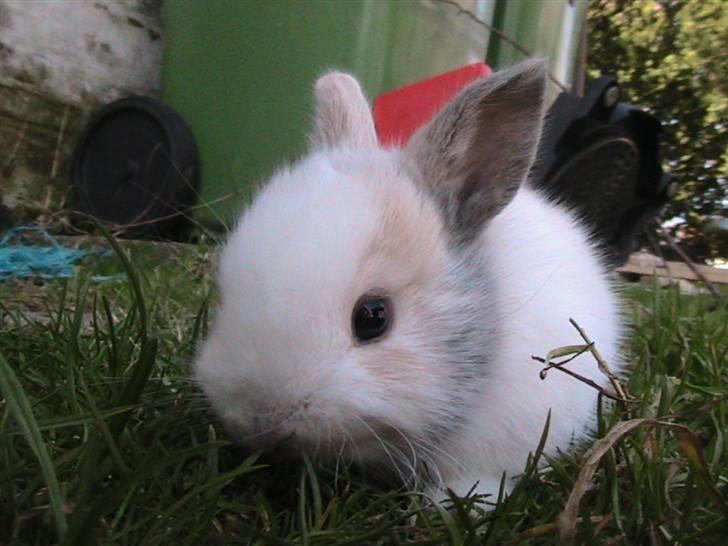 Kanin Peanut billede 9