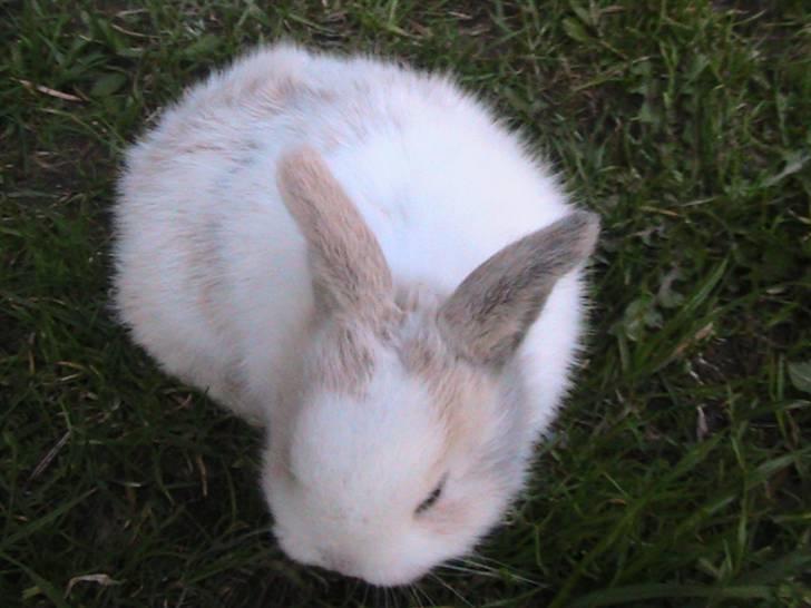 Kanin Peanut billede 10