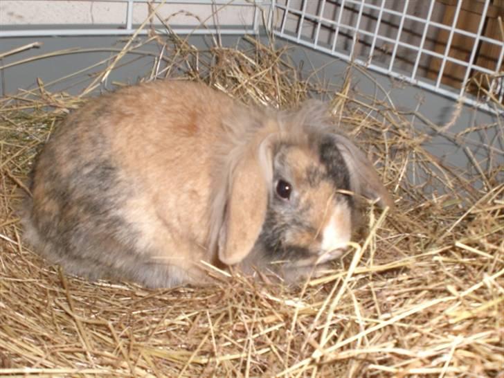 Kanin Bailey billede 1