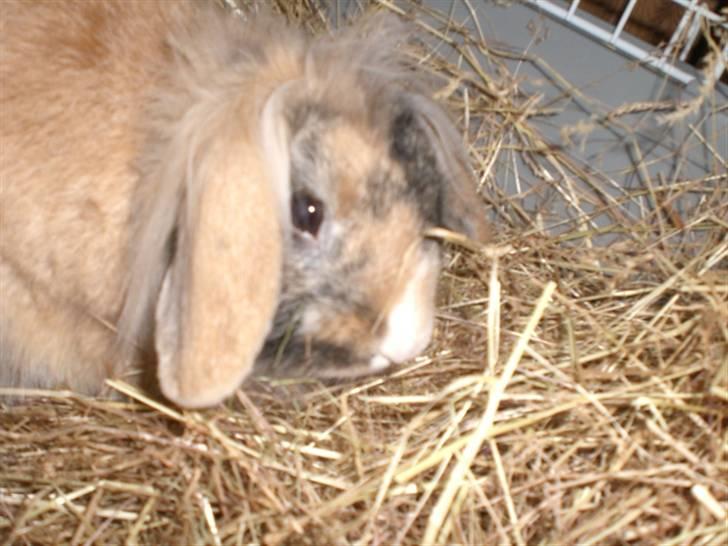 Kanin Bailey billede 2