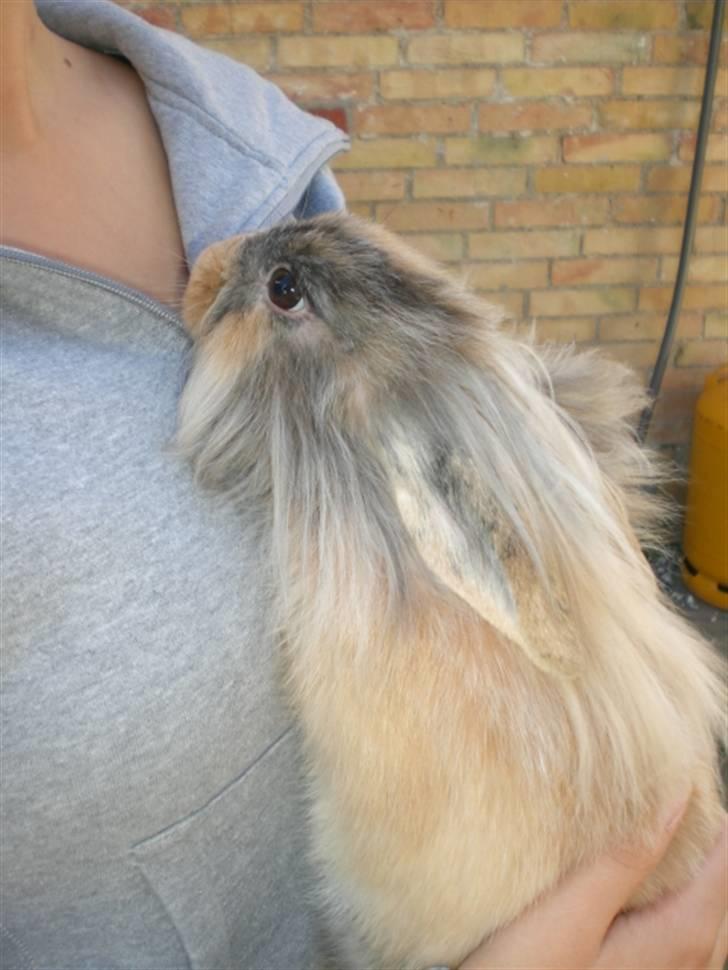 Kanin Bailey billede 3