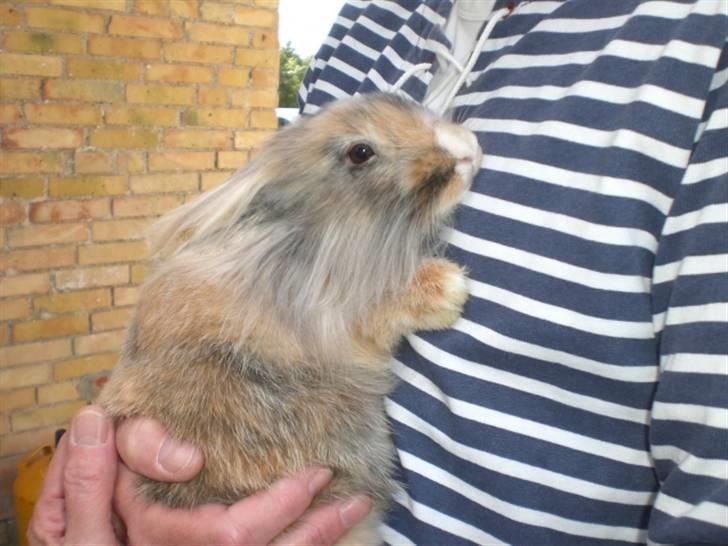 Kanin Bailey billede 4