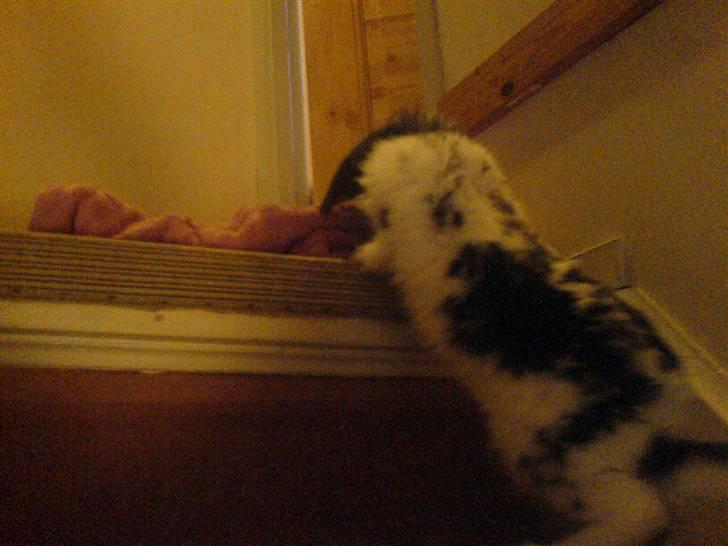 Kanin Pjuske R.I.P. - Her går Pjuske på trapper som han godt kan lide nogle gange går det så hurgtigt at man ikke kan følge med. billede 1