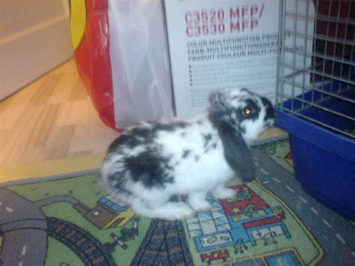 Kanin Pjuske R.I.P. - Her er min elskede lille skat, igenxD billede 2