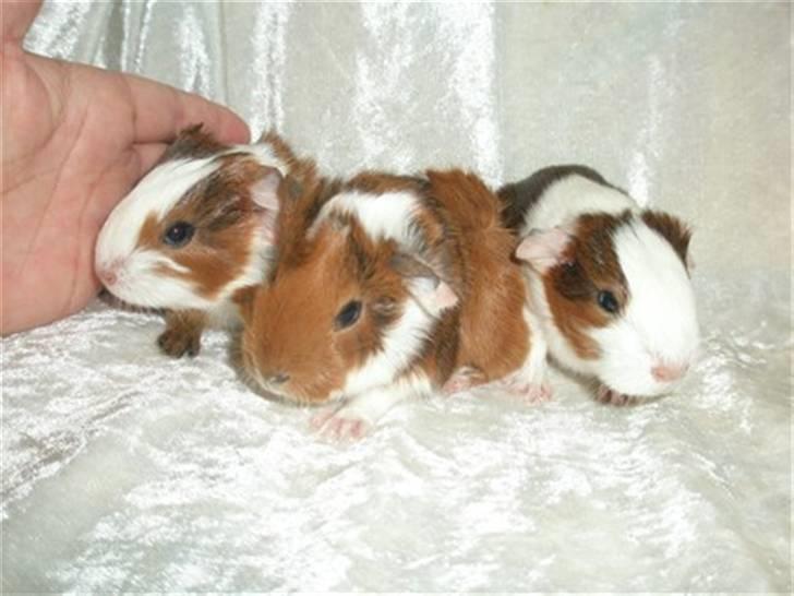 Marsvin Rex (solgt)    ;( - Rex i midten <3 billede 1