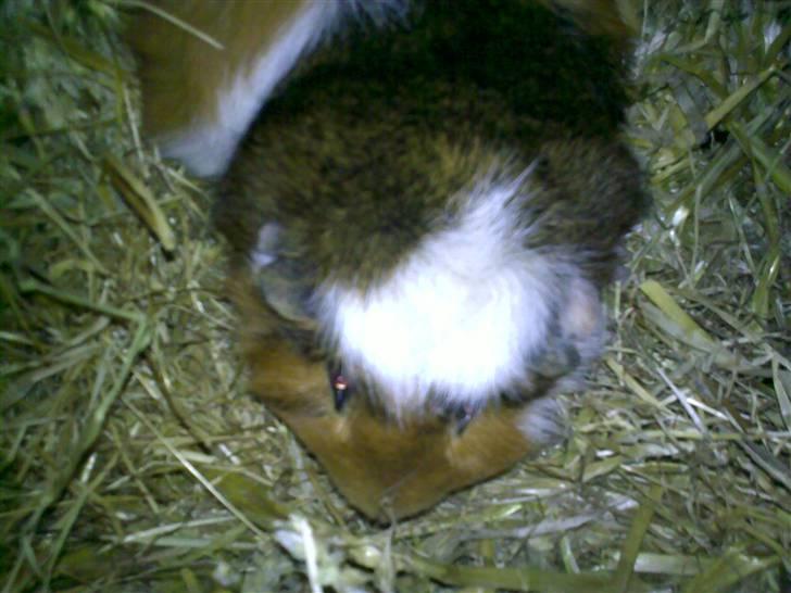 Marsvin Rex (solgt)    ;( - mmmmm halm og hø blandet :) det var da en god idé moar <3 billede 2