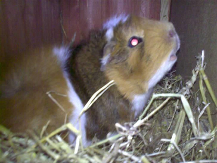 Marsvin Rex (solgt)    ;( - HVAD kan JEG lugte? MAAAAAAAAAAAD self! <3 billede 3