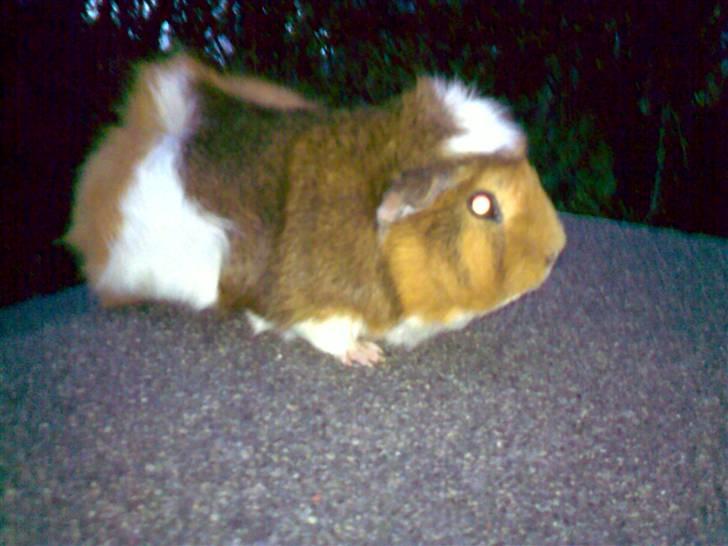 Marsvin Rex (solgt)    ;( - hvorfor måtte jeg ikke stikke af med salaten?? billede 4