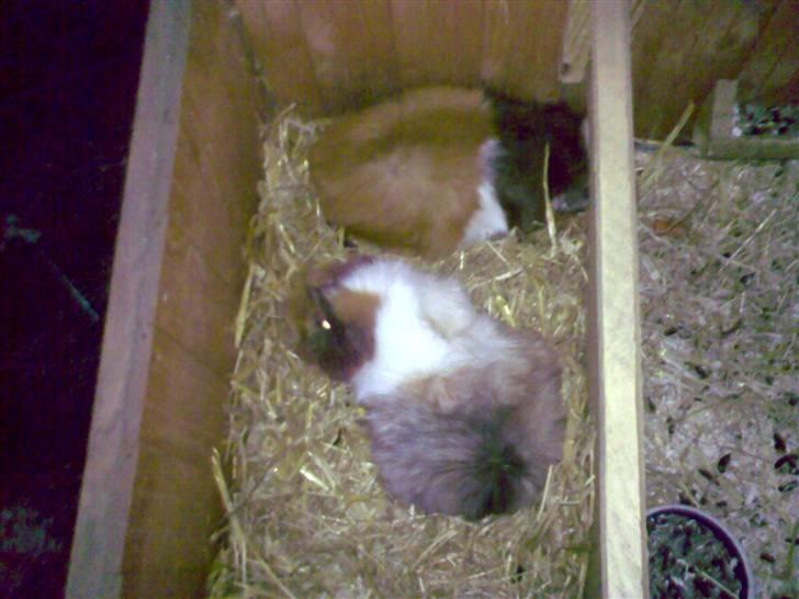 Marsvin Rex (solgt)    ;( - jeg vil UUUUD! <3 (rex med den brune bagdel dx    ) billede 5