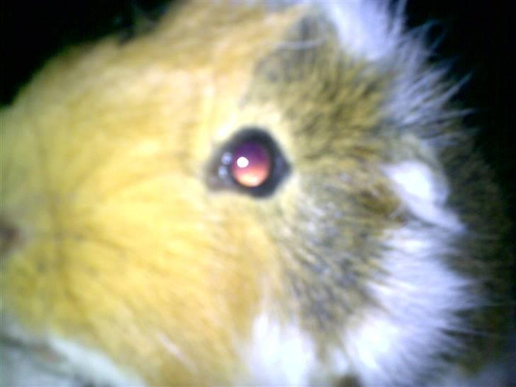 Marsvin Rex (solgt)    ;( - hvad er det du har i hånden moar? må jeg smage? ARRRR BLITS! <3 billede 6