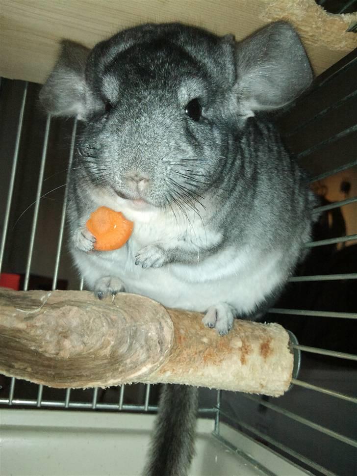 Chinchilla Burger <3 Solgt billede 17