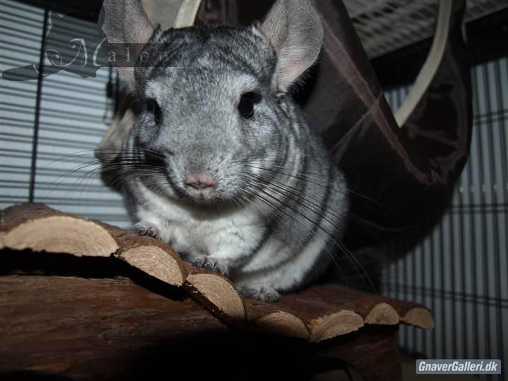 Chinchilla Malou!<3 - I Love You! Foto/= Mig billede 19