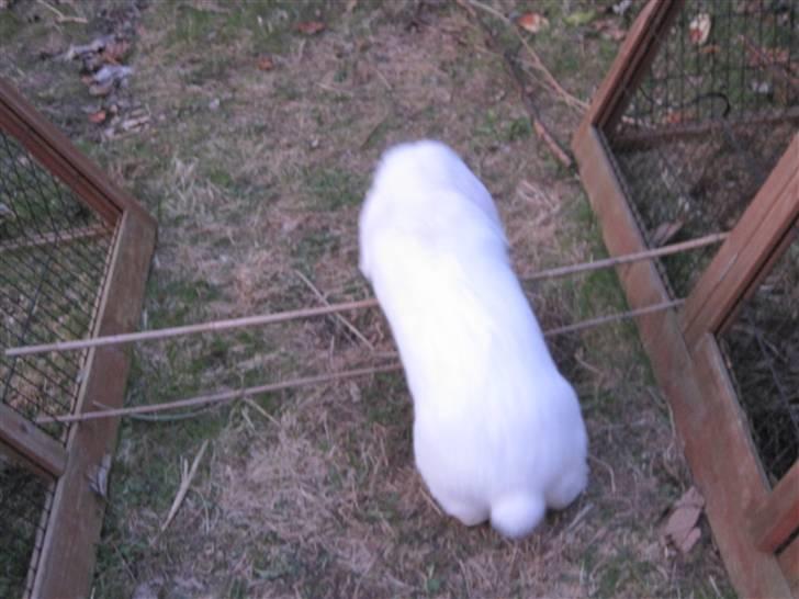 Kanin Oscar † billede 14