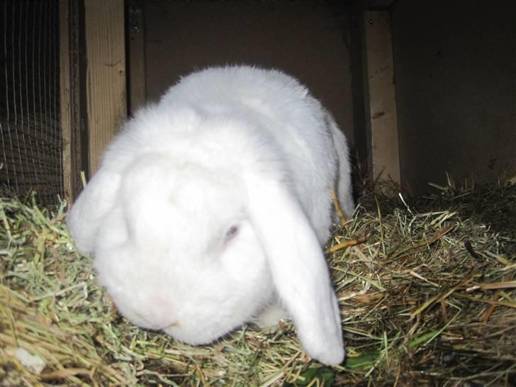 Kanin Oscar † billede 15