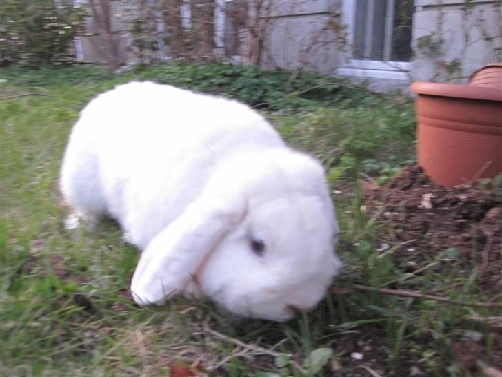 Kanin Oscar † billede 16