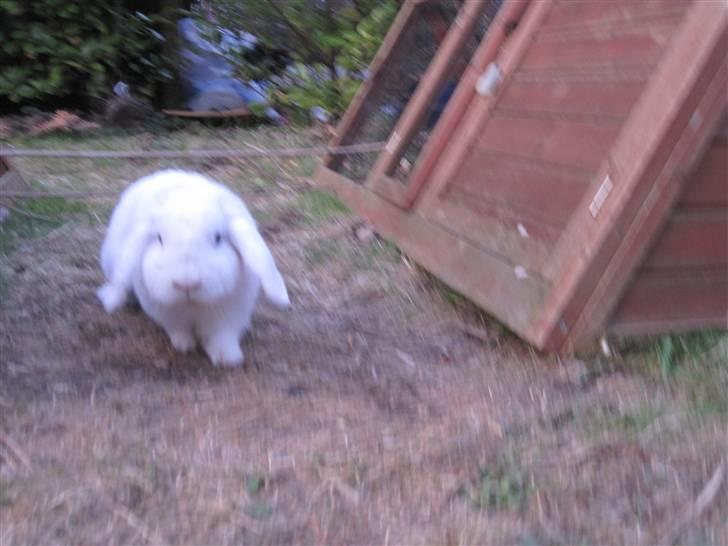 Kanin Oscar † billede 17