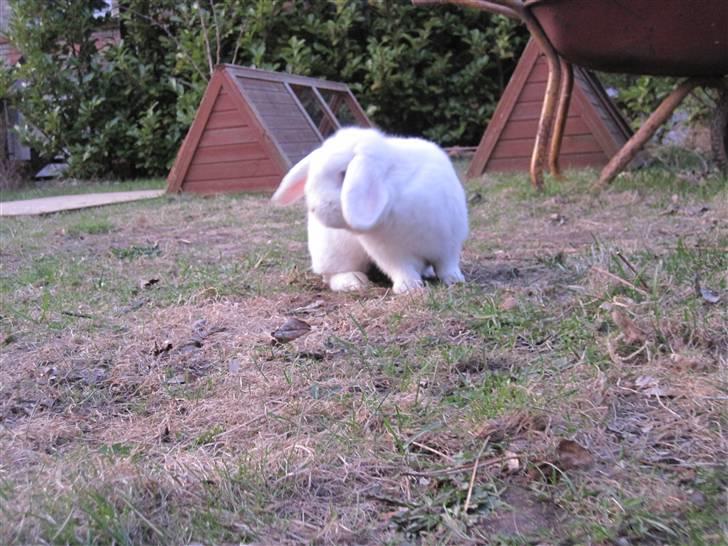 Kanin Oscar † billede 18