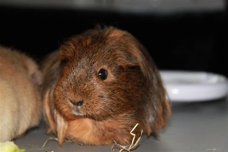 Marsvin Mulle - R.I.P. :'( ! billede 1