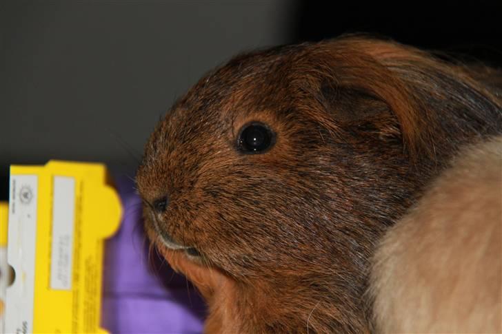 Marsvin Mulle - R.I.P. :'( ! billede 2