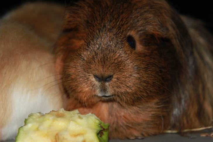 Marsvin Mulle - R.I.P. :'( ! billede 3