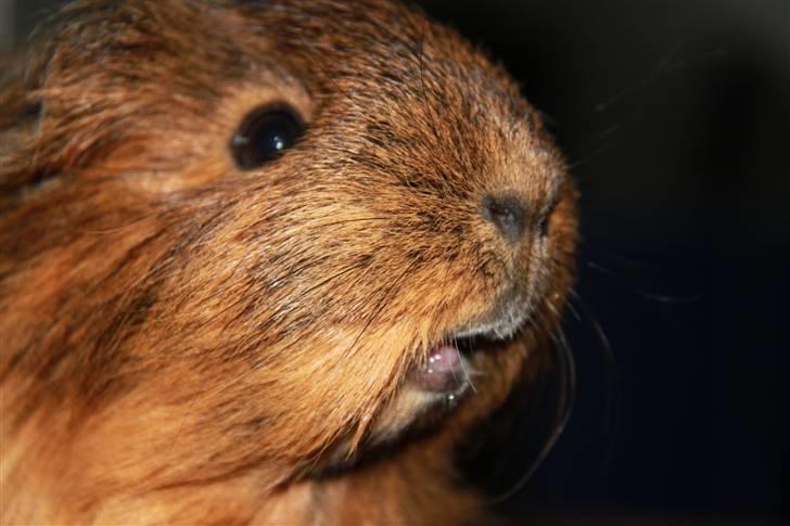 Marsvin Mulle - R.I.P. :'( ! - Mulle åbner muden  ;o) Hun skal nok til at fortælle hun vil have mer´ mad xD billede 4