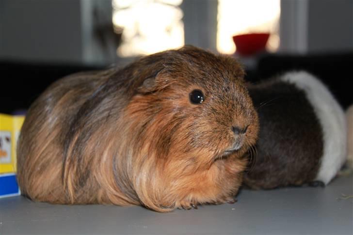 Marsvin Mulle - R.I.P. :'( ! - Smukke Mulle xD billede 5