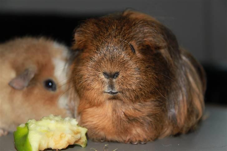 Marsvin Mulle - R.I.P. :'( ! - Mulle og æble + hendes gode ven Molly :o) billede 6