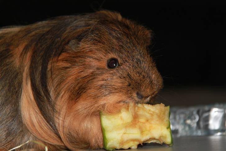 Marsvin Mulle - R.I.P. :'( ! billede 7