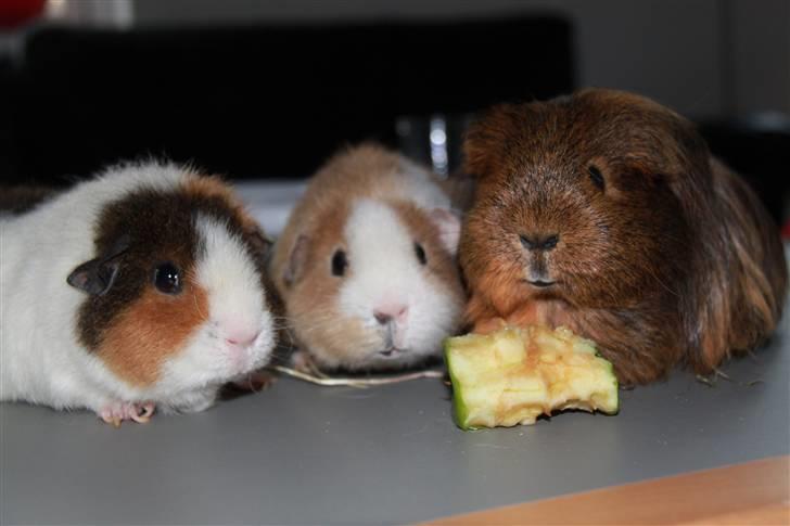 Marsvin Mulle - R.I.P. :'( ! - Familie billede ;) Fra venstre: iDa, Molly & Mulle ;) Molly er dsv. ufokuseret ;s billede 8