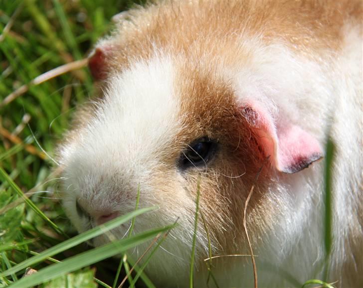 Marsvin      Molly - R.I.P. ! :´( billede 1