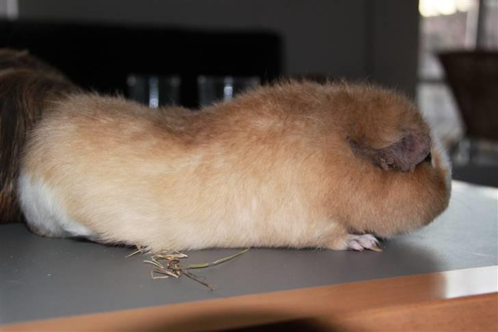 Marsvin      Molly - R.I.P. ! :´( billede 2