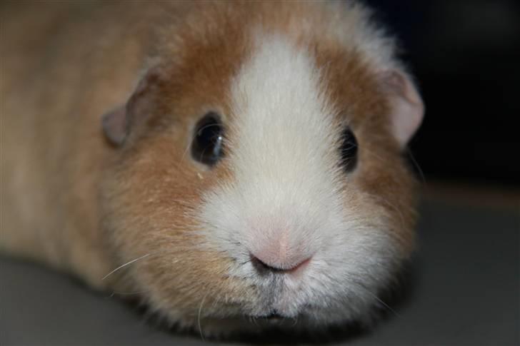 Marsvin      Molly - R.I.P. ! :´( billede 3