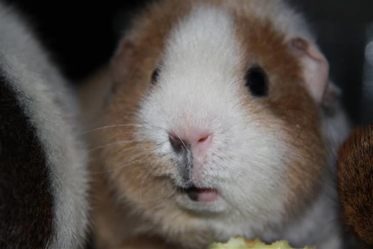 Marsvin      Molly - R.I.P. ! :´( billede 4