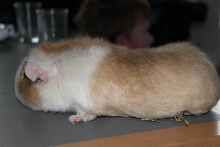 Marsvin      Molly - R.I.P. ! :´( billede 5