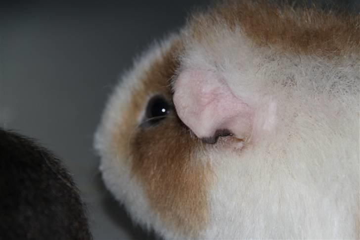 Marsvin      Molly - R.I.P. ! :´( - Molly´s øre :-) billede 6